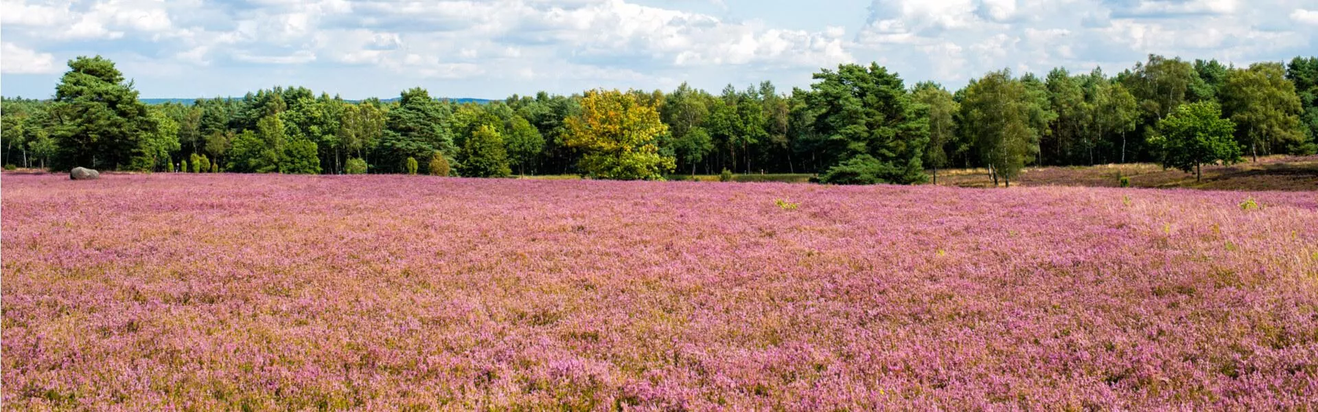 Lüneburger Heide