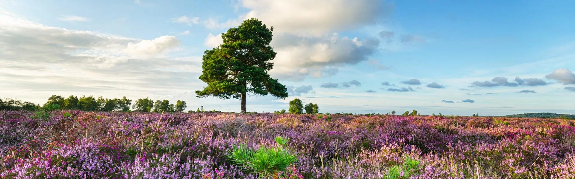 New Forest