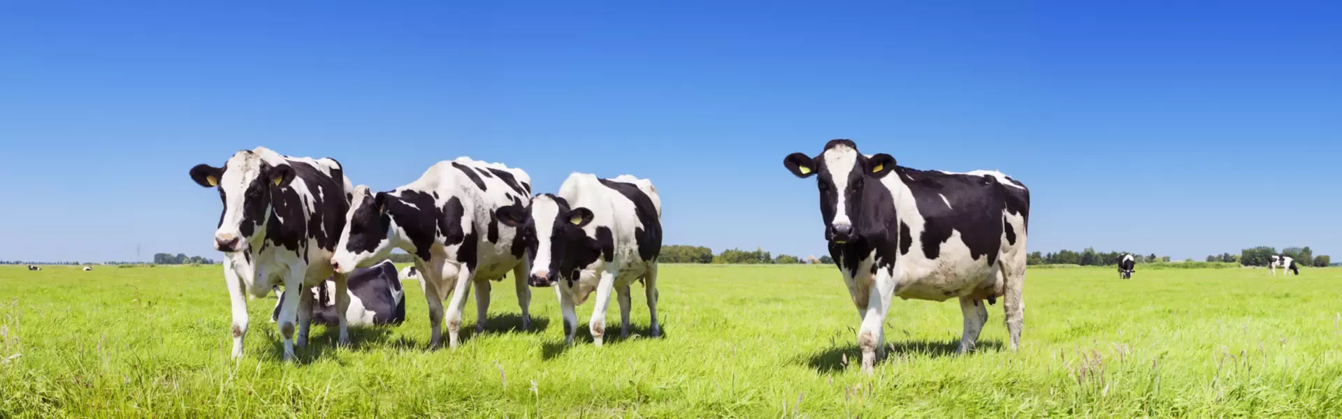 Boerderijcampings zoeken