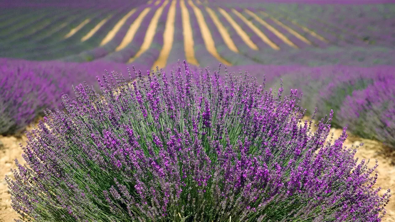 lavendel