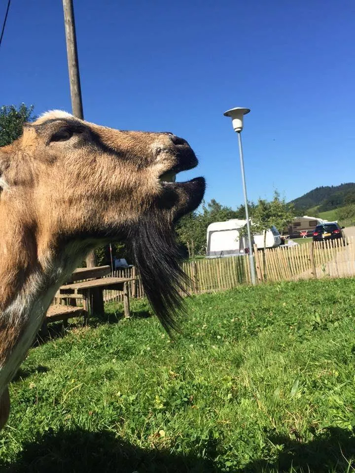 Camping Kirnermartes Hof