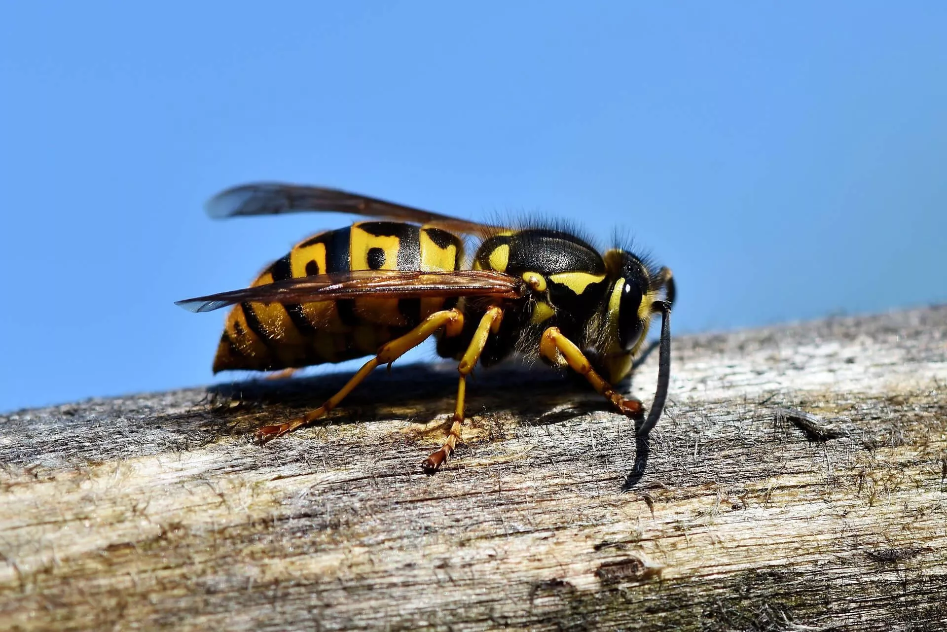 Wat te doen tegen wespen? 6 wondermiddelen