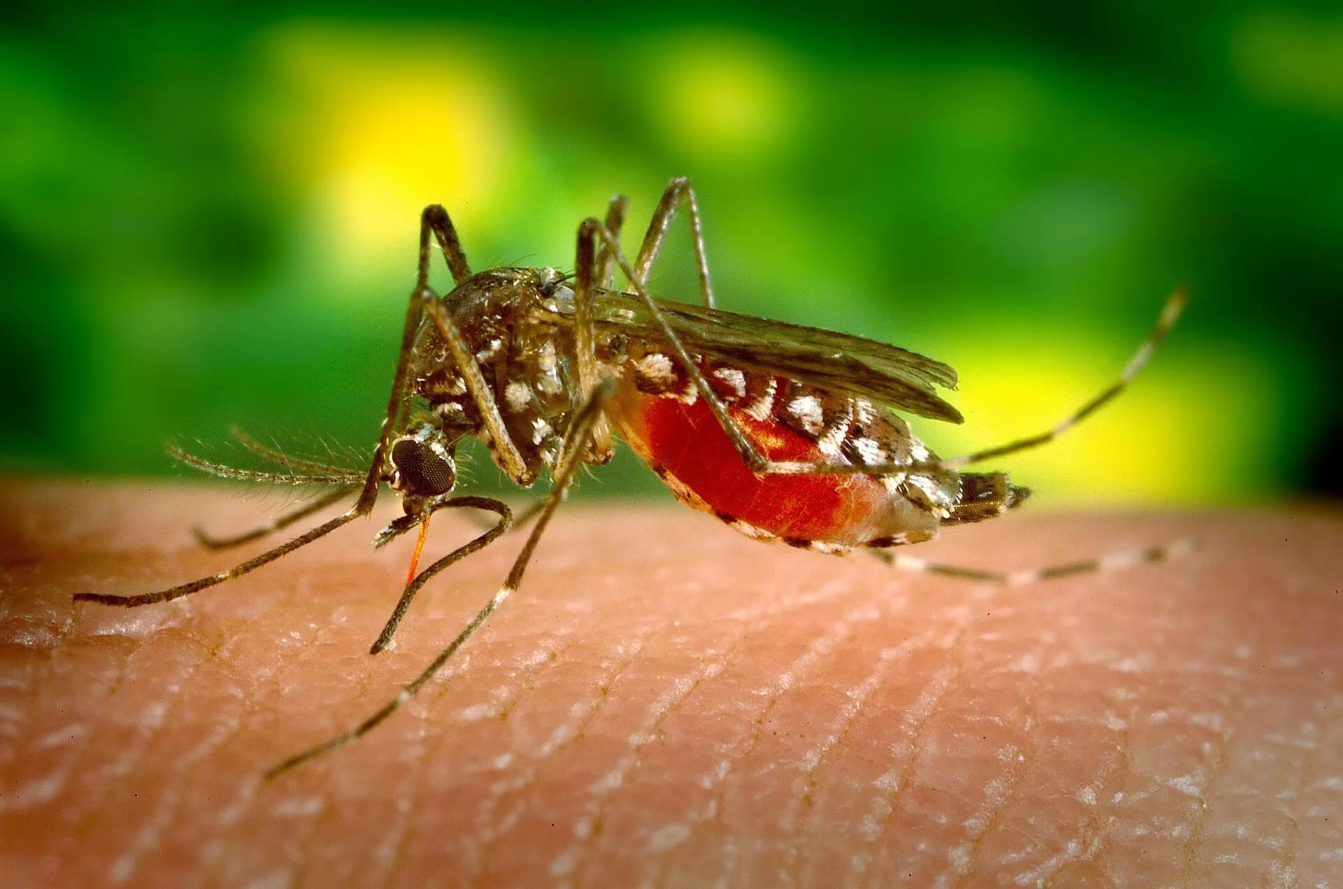 5 tips om muggenbulten te voorkomen tijdens het kamperen
