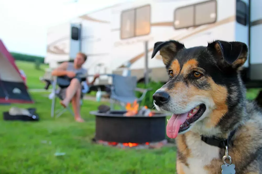 Tips voor kamperen met de hond op een camping